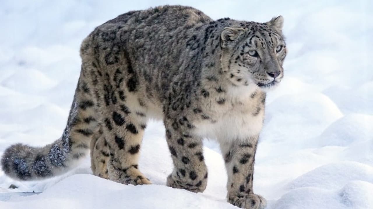 Snow leopards number 718 in India here is the list of states bsm Snow leopards number 718 in India here is the list of states bsm