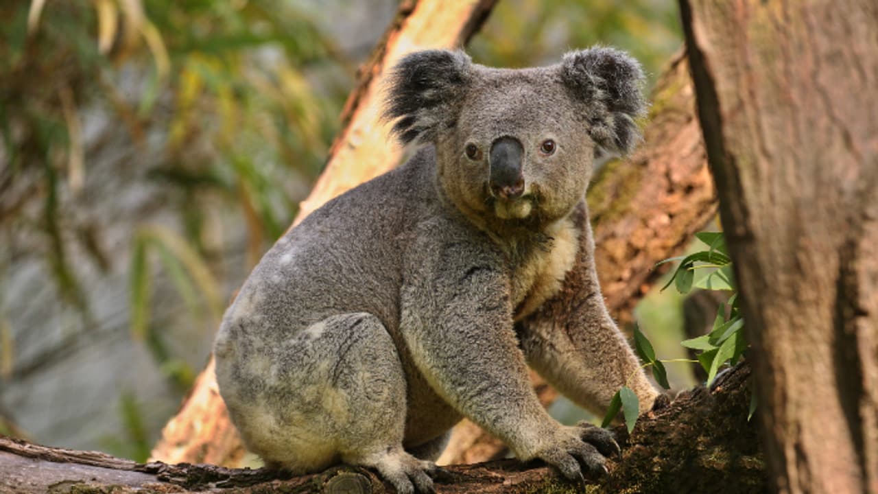 Koala Koala