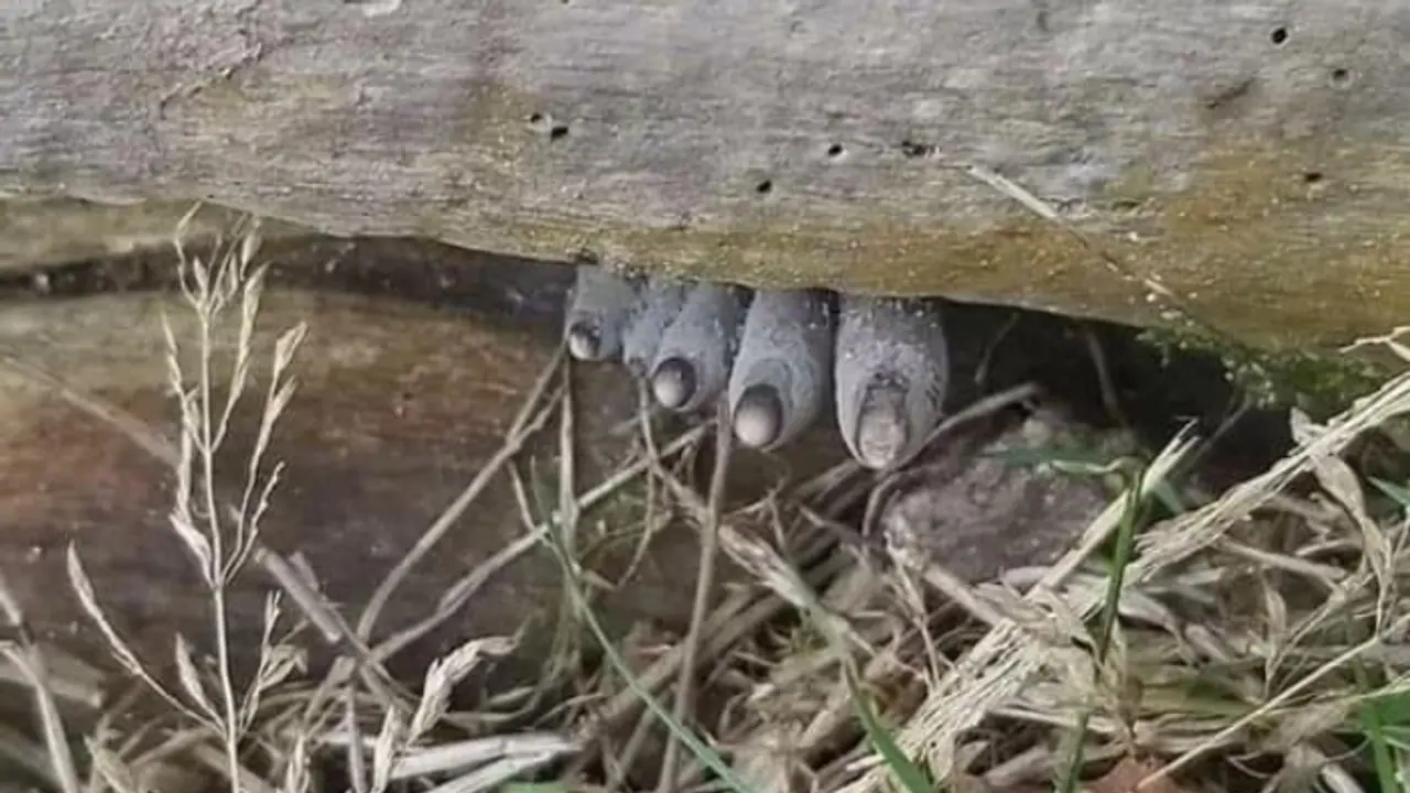 Dead Mans Fingers Dead Mans Fingers