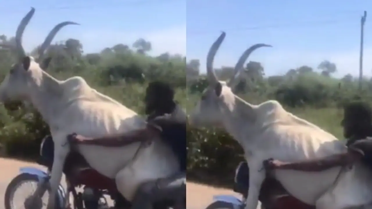 Cow enjoy bike ride Cow enjoy bike ride