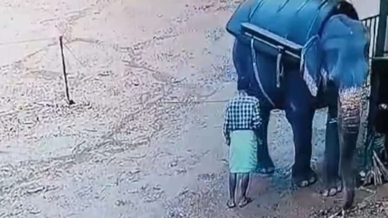 Elephant killed mahout Elephant killed mahout