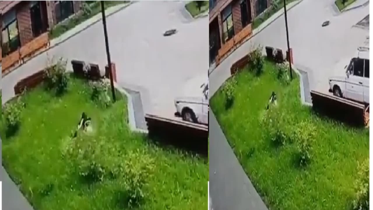 Viral News Viral News