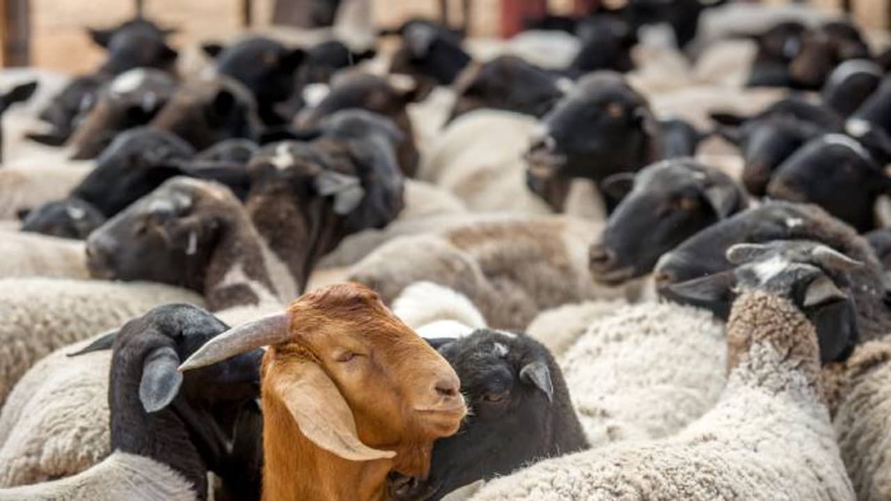 sheep sheep