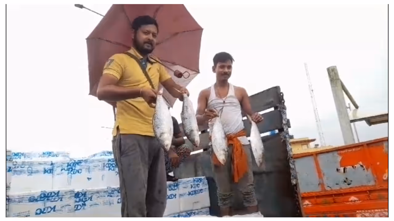 Hilsa is coming from Bangladesh will price decrease this time bsm Hilsa is coming from Bangladesh will price decrease this time bsm