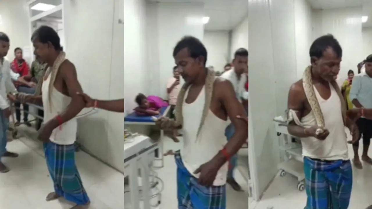 poisonous Russell viper snake 