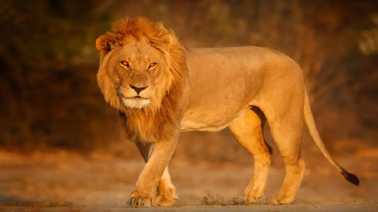 Lion