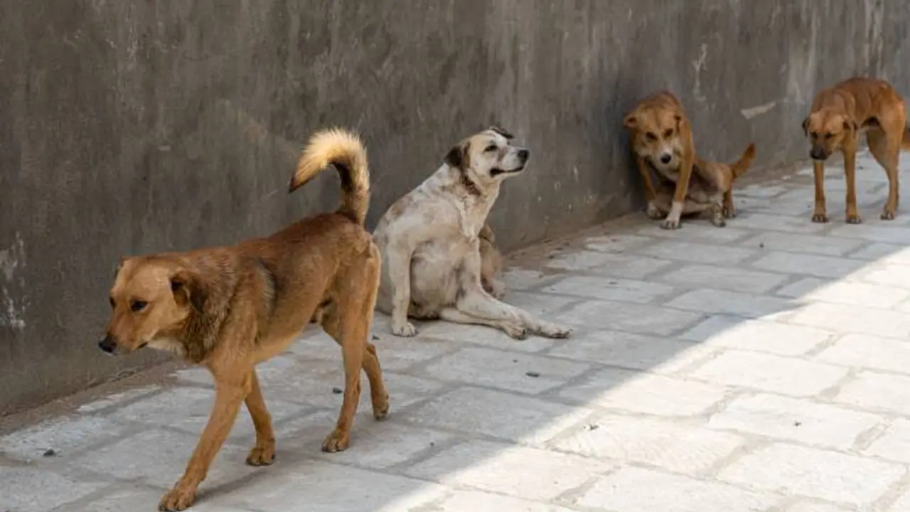 stray dogs stray dogs