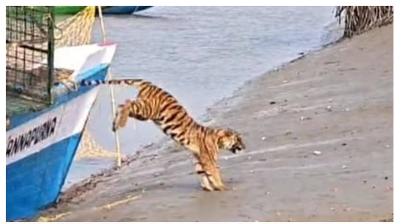 Forest department returns tiger that entered Kultali locality to the forest bsm Forest department returns tiger that entered Kultali locality to the forest bsm