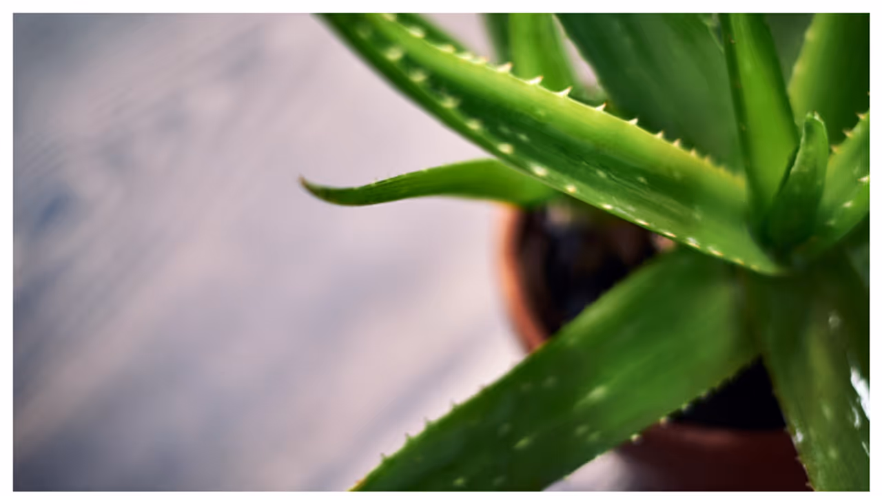 aloe vera aloe vera
