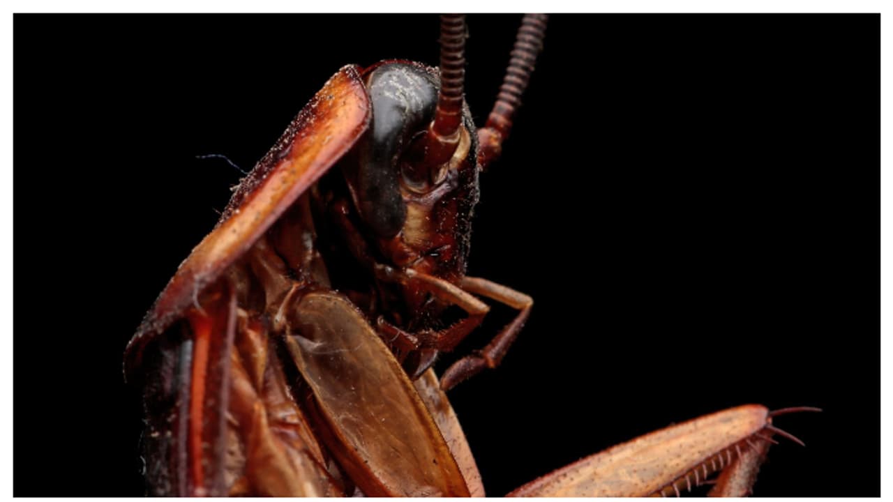 cockroach