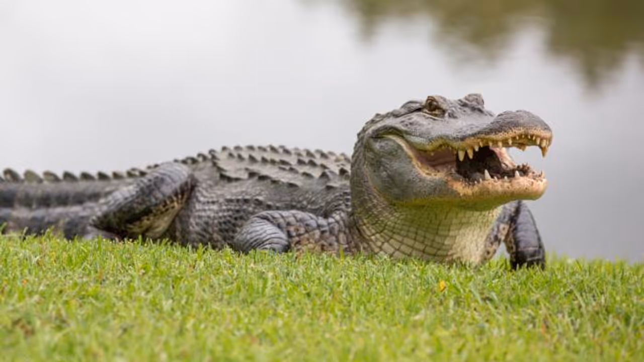 alligator alligator