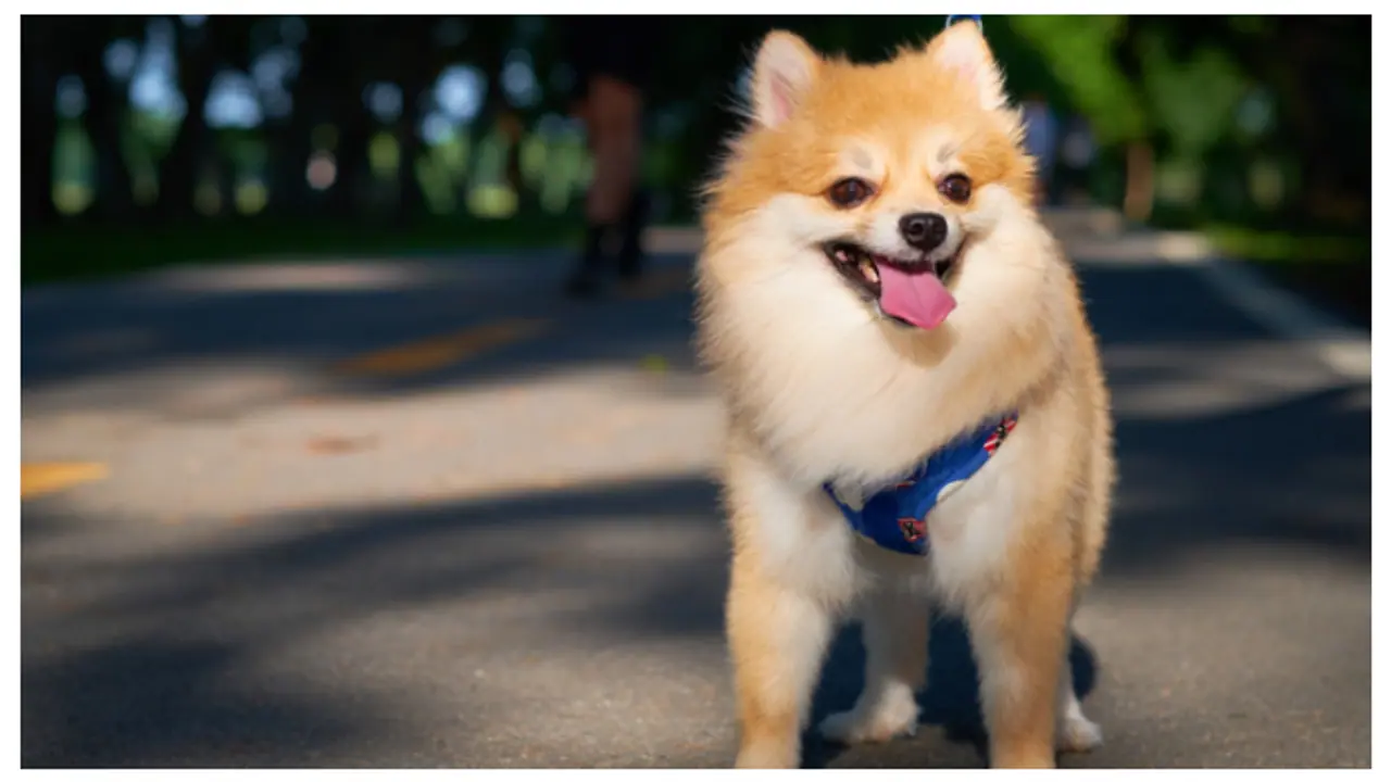 pomeranian pomeranian