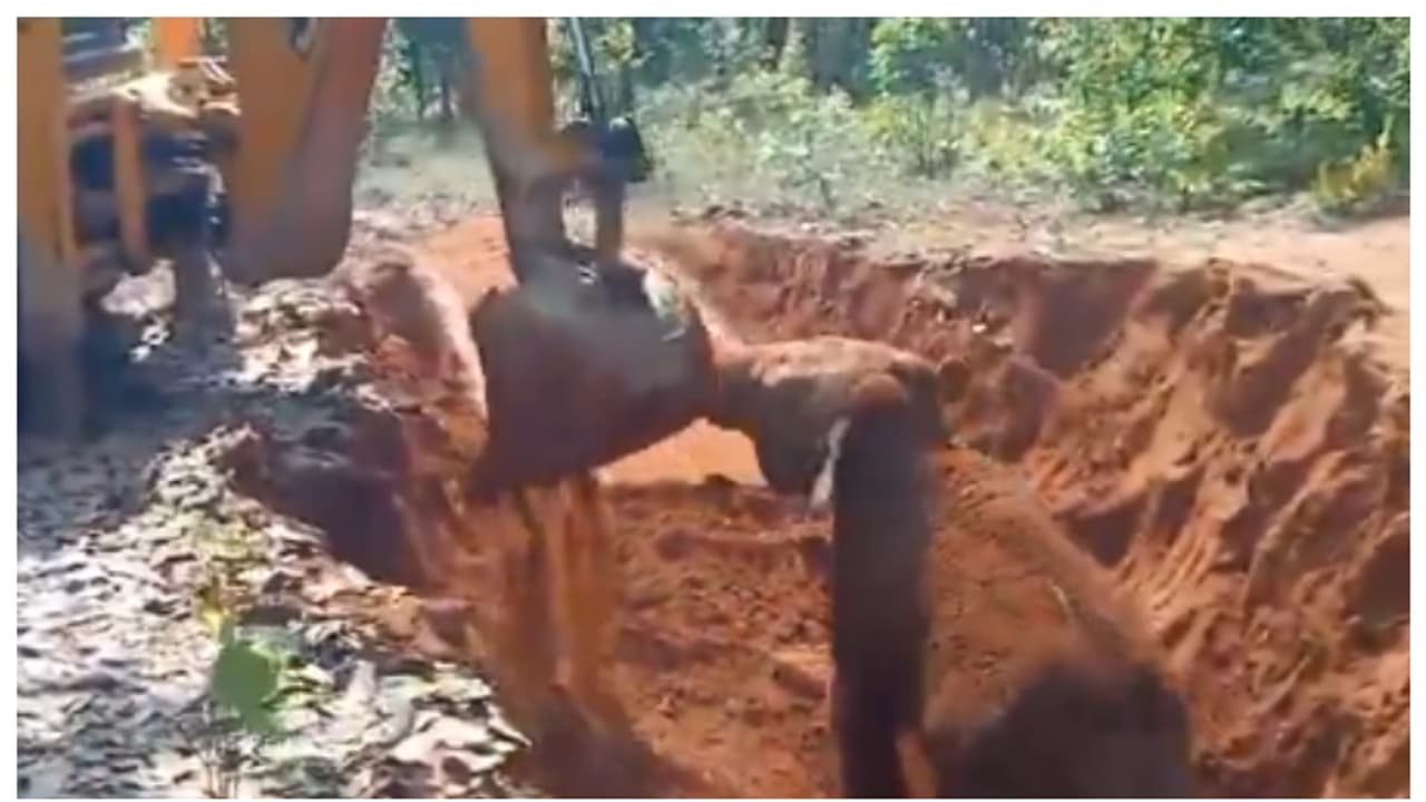 elephant cub thanks to loader arm of JCB rescued from the pit