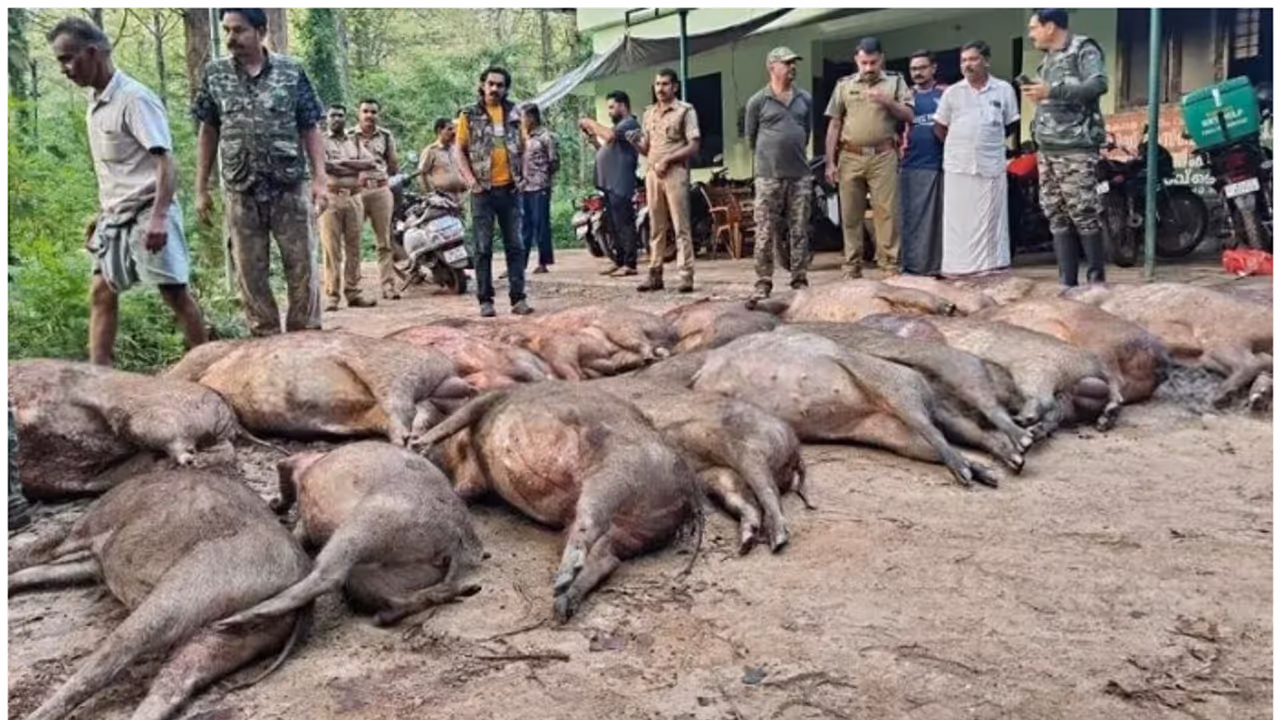 wild boars killed