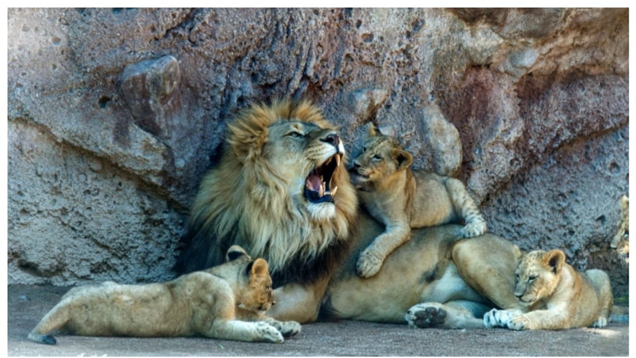 Lion with cubs