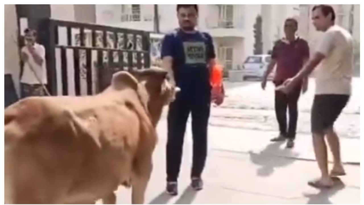 noida residents different protests against feeding street dogs