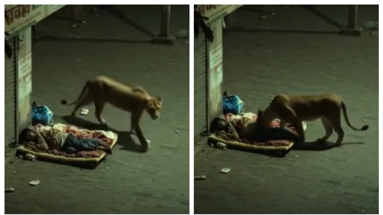 lion sniffing a man who laid in gujarat street lion sniffing a man who laid in gujarat street