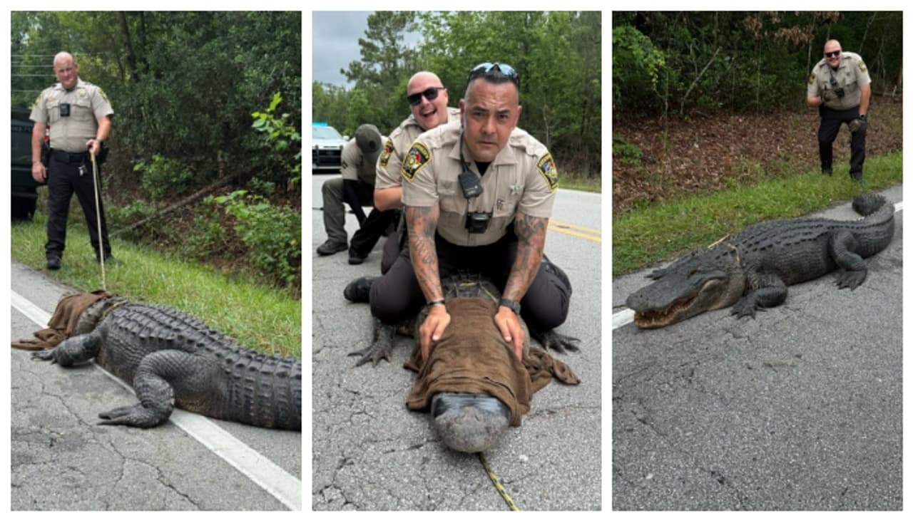 police caought Pepe the Gator