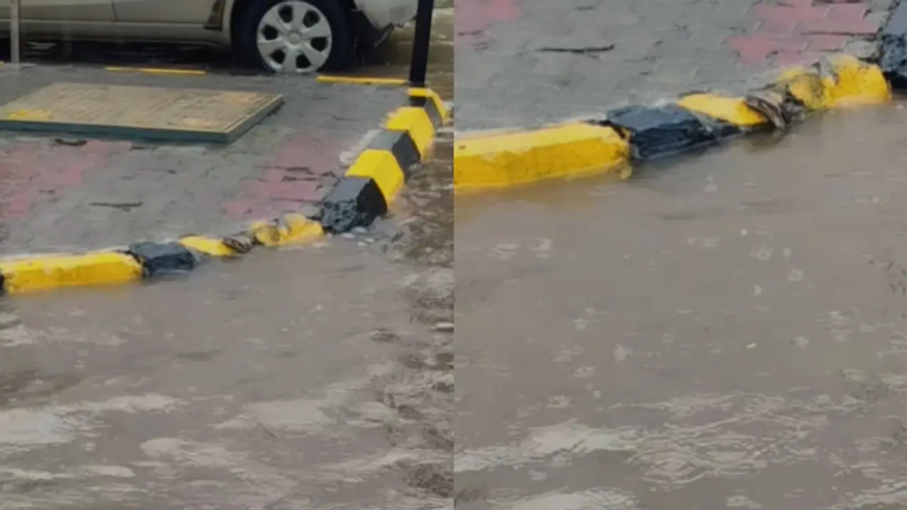 phython found in drain water