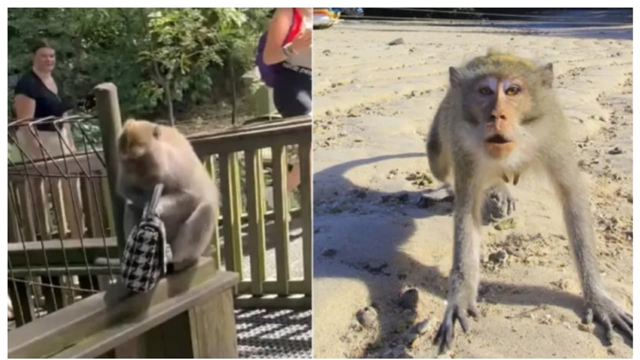 monkey snatch bag containing gold worth 20 lakhs