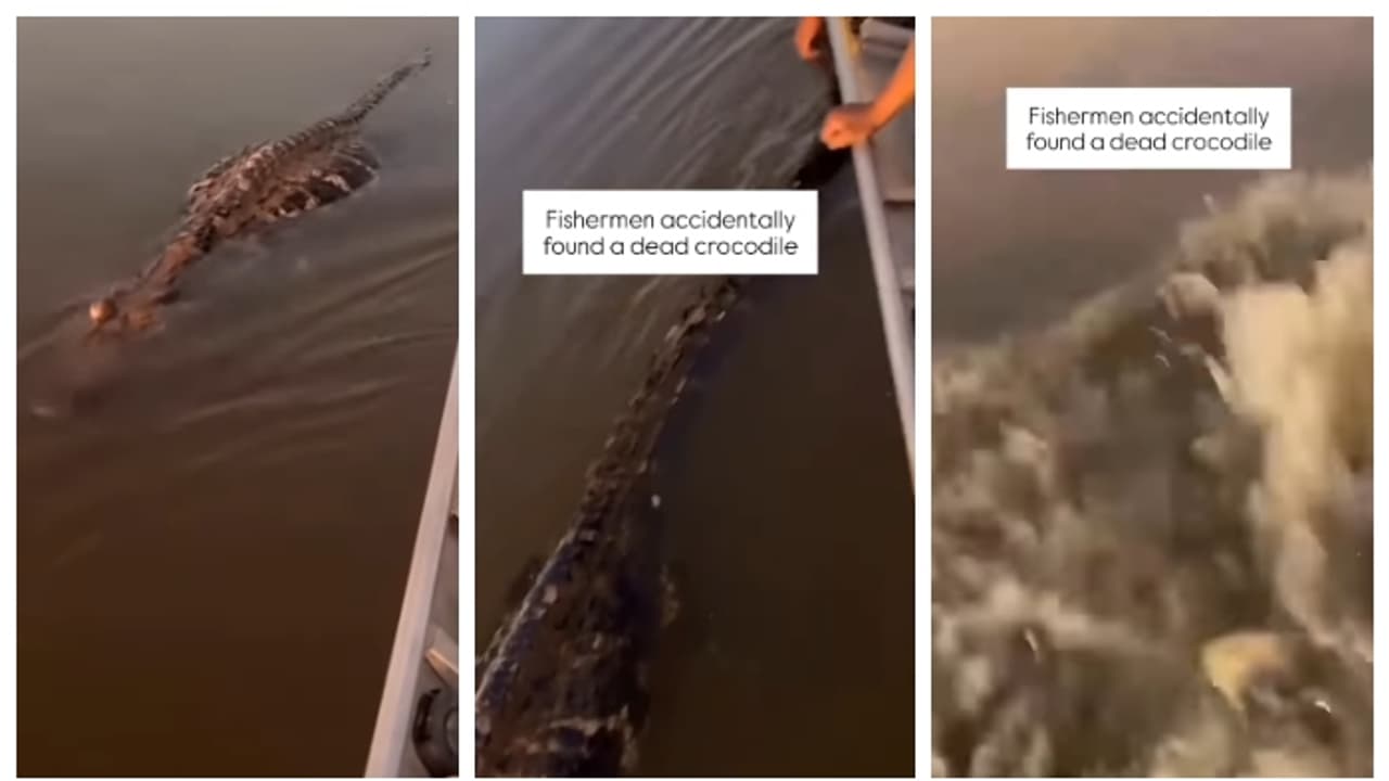 Crocodile found in river