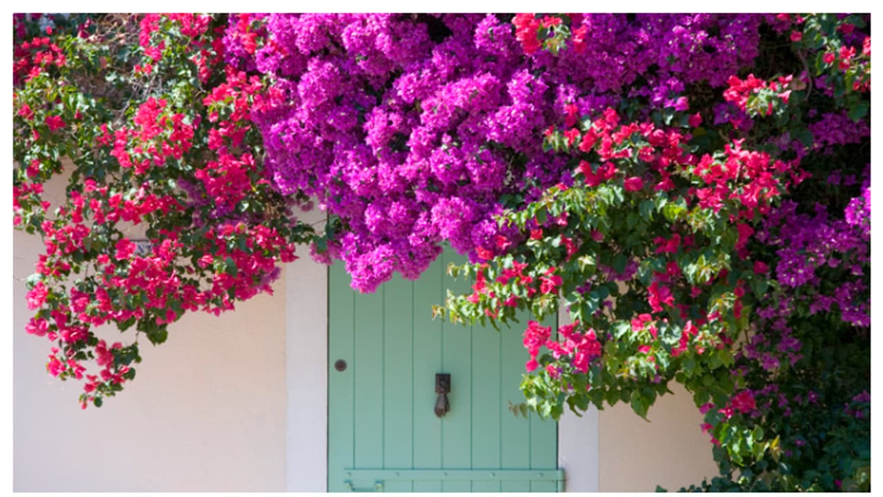 Bougainvillea Bougainvillea