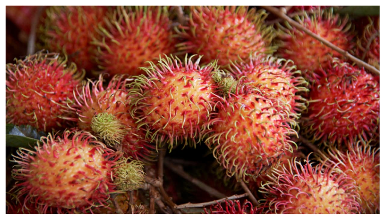 Rambutan