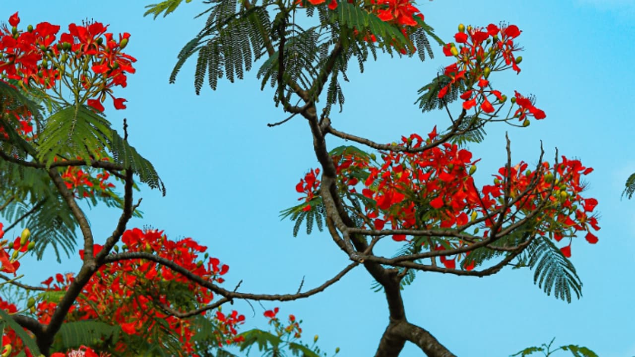Royal poinciana