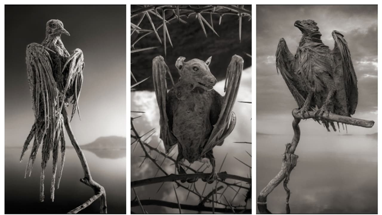 images from Lake Natron by nick brandt photography