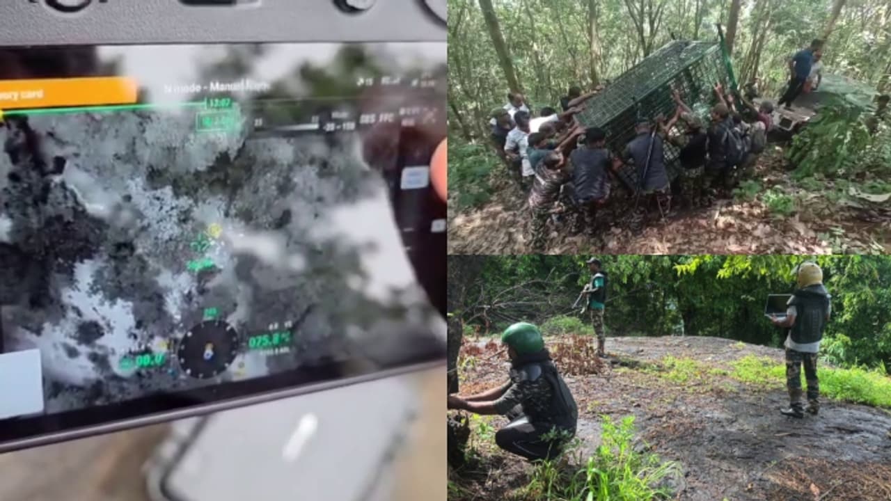 Kalikavu tiger Kalikavu tiger