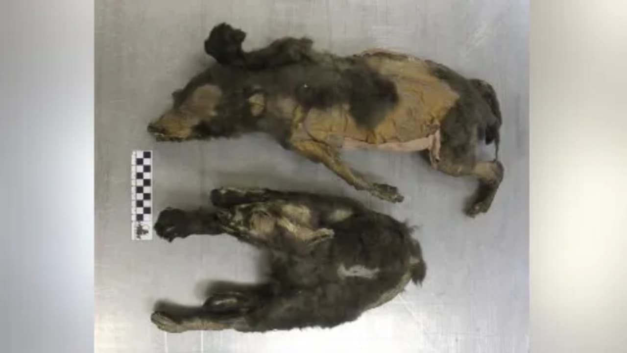 mummified animal carcasses mummified animal carcasses