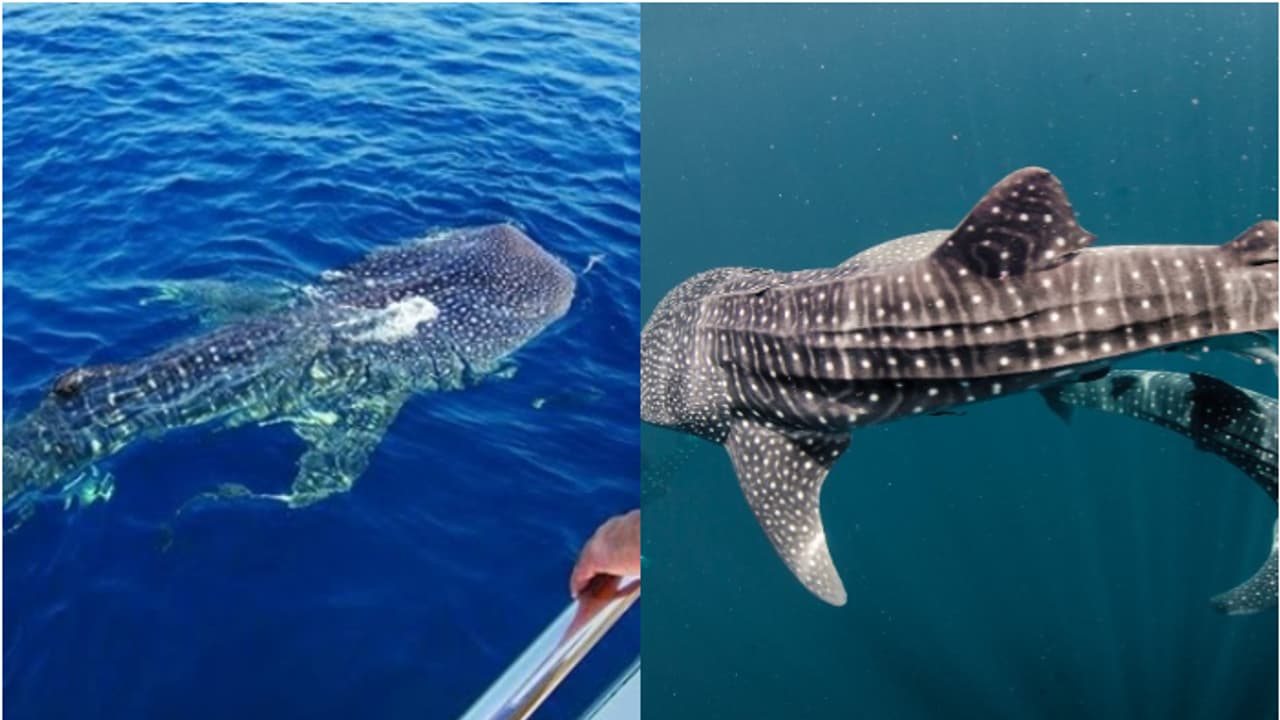 whale shark whale shark