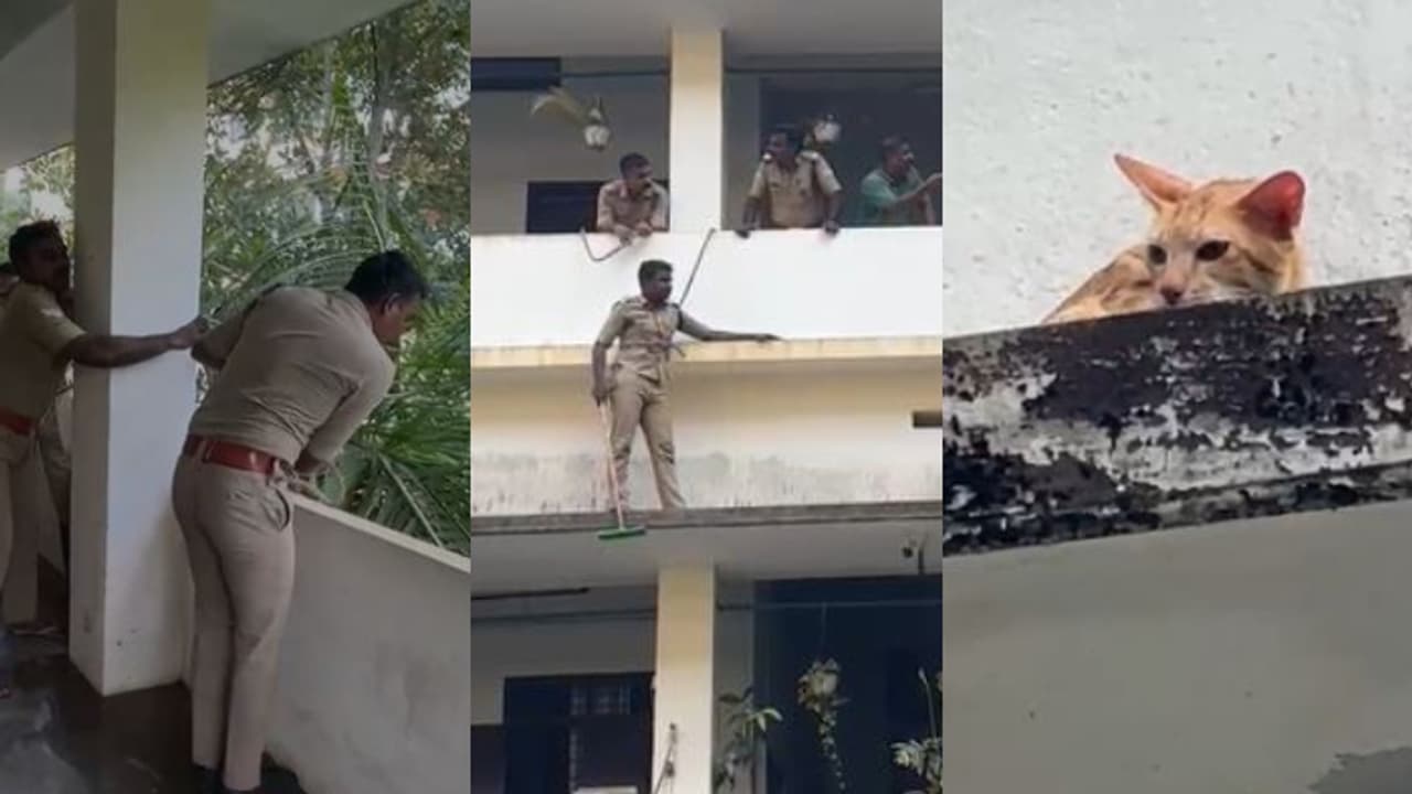 fire force rescue cat fire force rescue cat