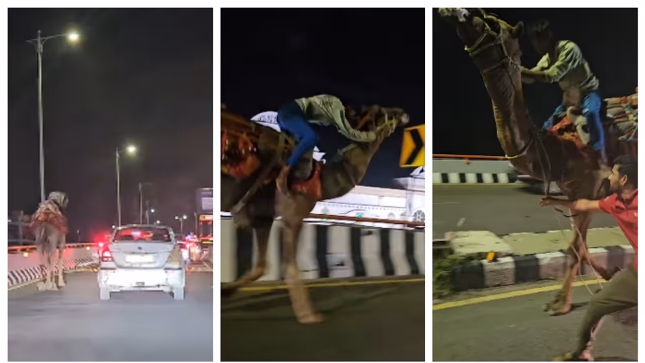 Drunk man riding camel on Hyderabad highway