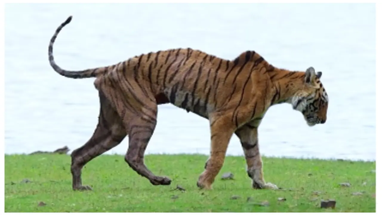 Arrowhead T 84 Ranthambore Tigress