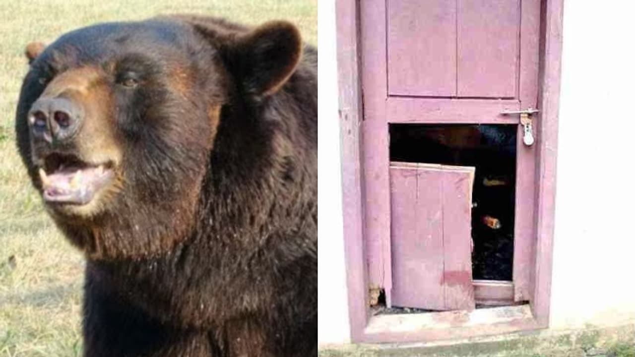 bear temple bear temple