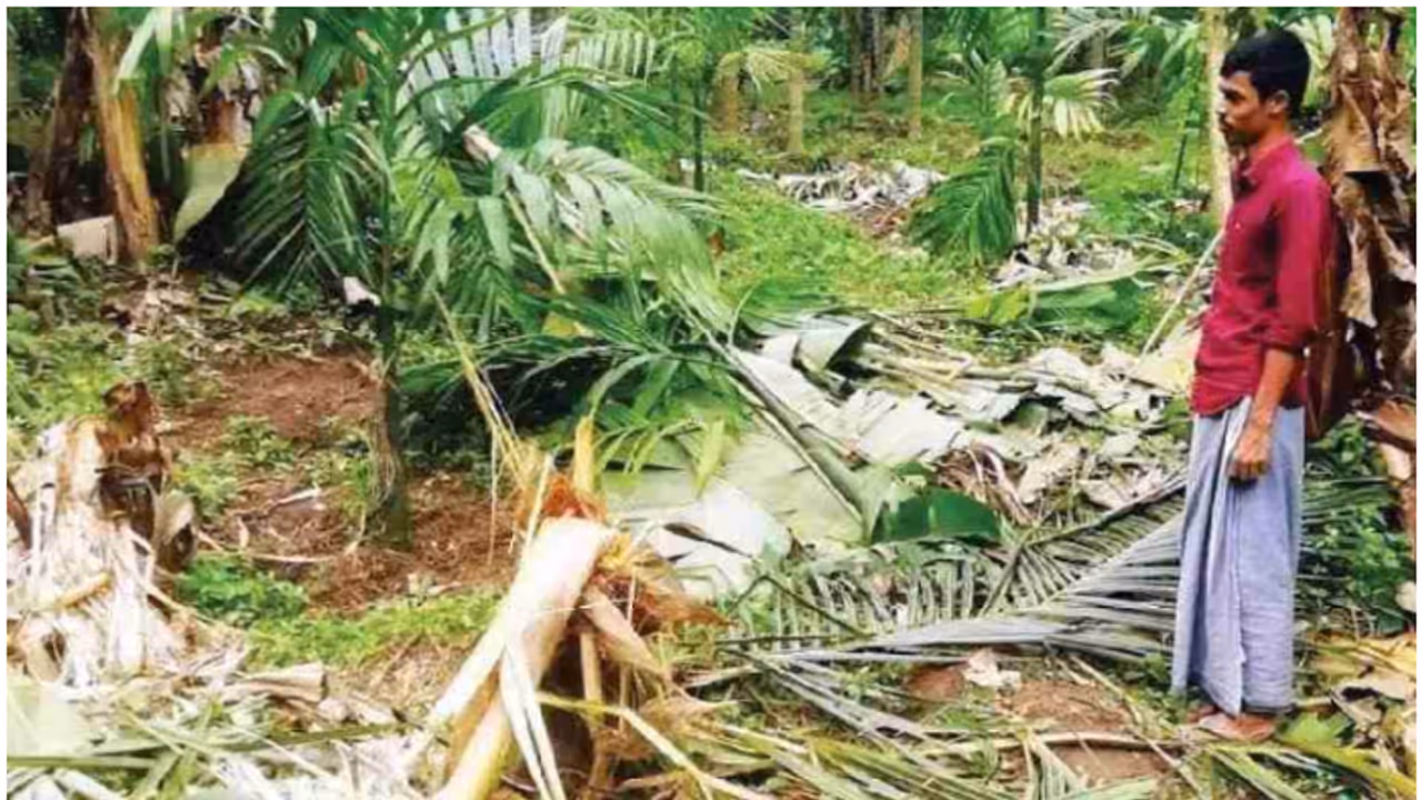 wild elephant attack