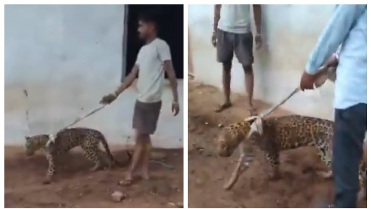 Sick Leopard Paraded On Leash in rajasthan