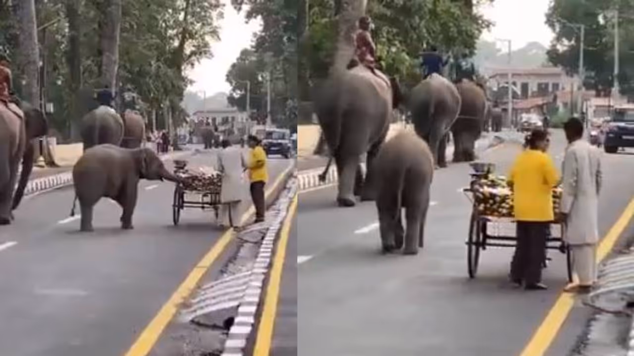elephant elephant