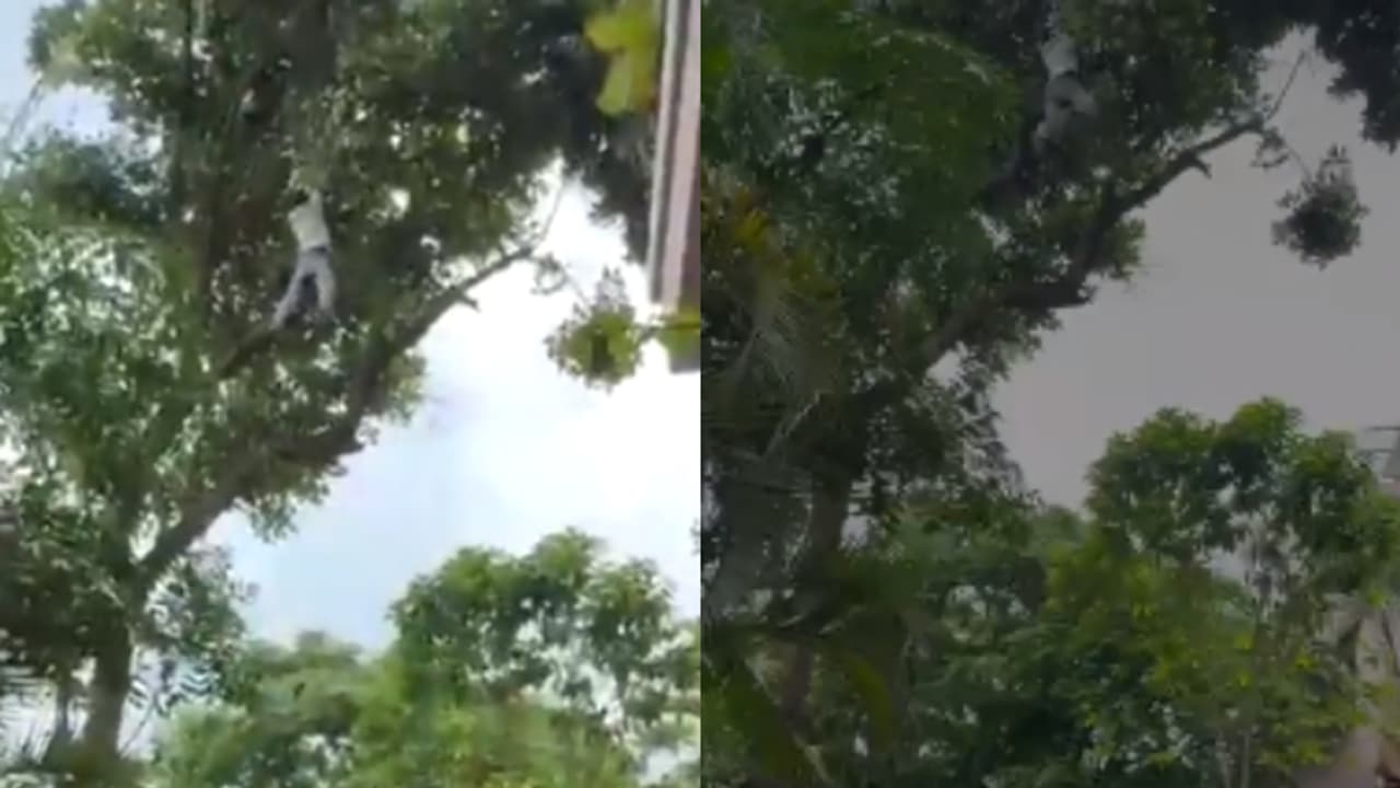 Jack Fruit Tree Jack Fruit Tree