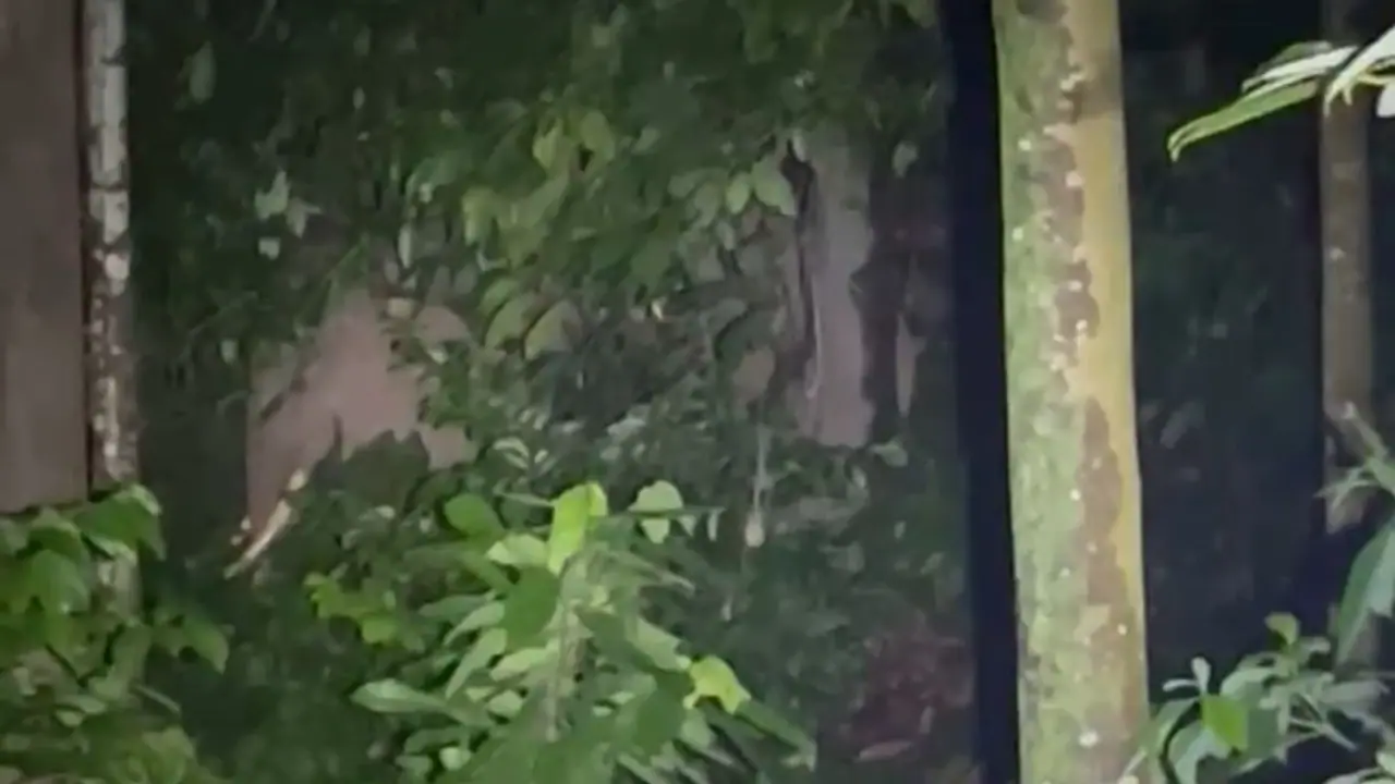 Elephant attack Elephant attack