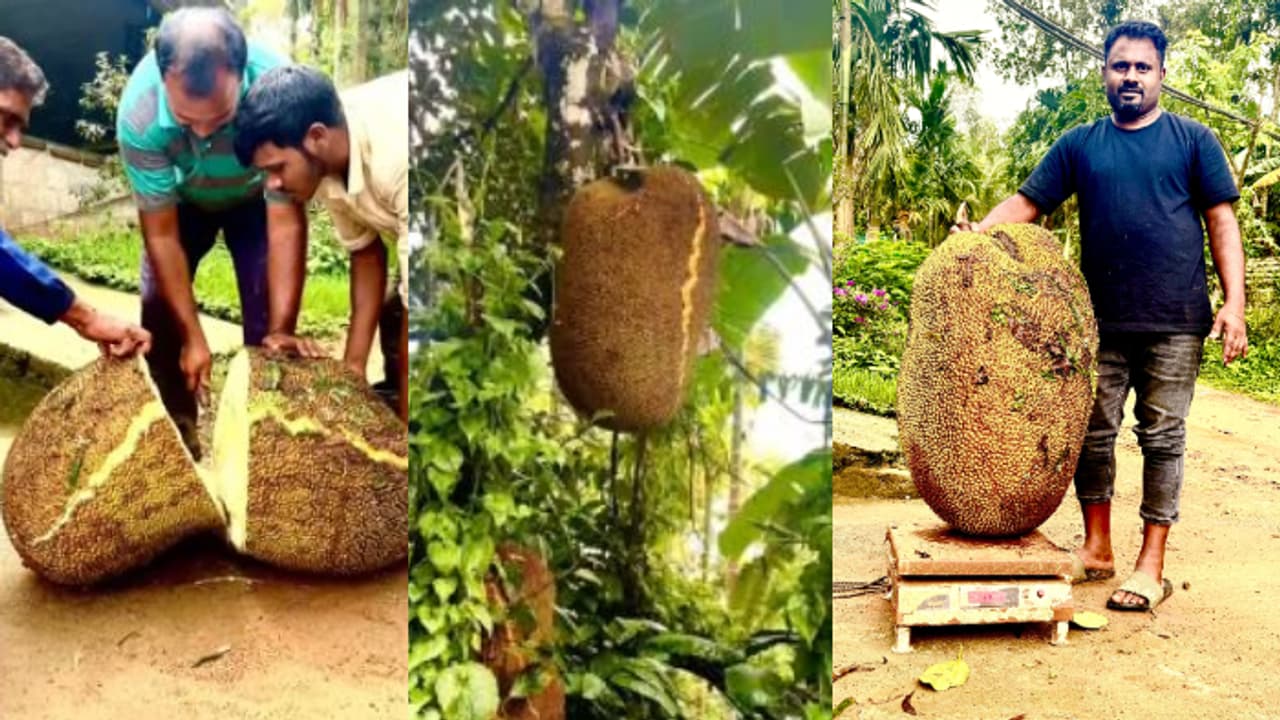 heaviest jackfruit wayanad 73 kilo heaviest jackfruit wayanad 73 kilo