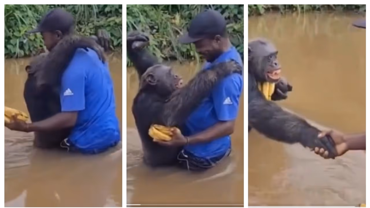Chimpanzee hugged the person who saved it years ago