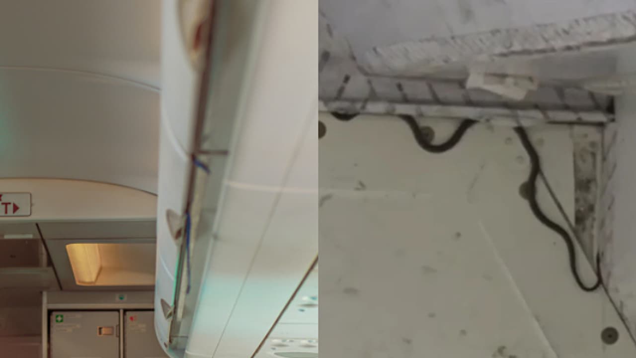 snake on plane