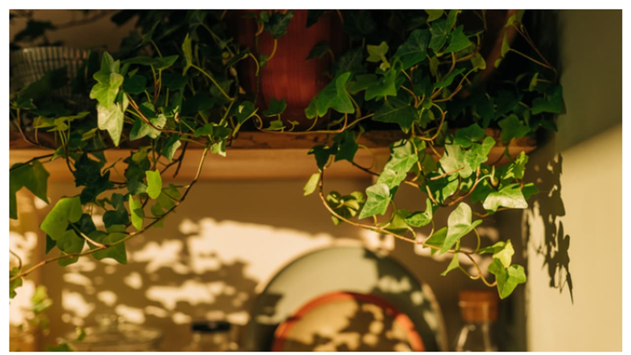 Creeper Plants Creeper Plants