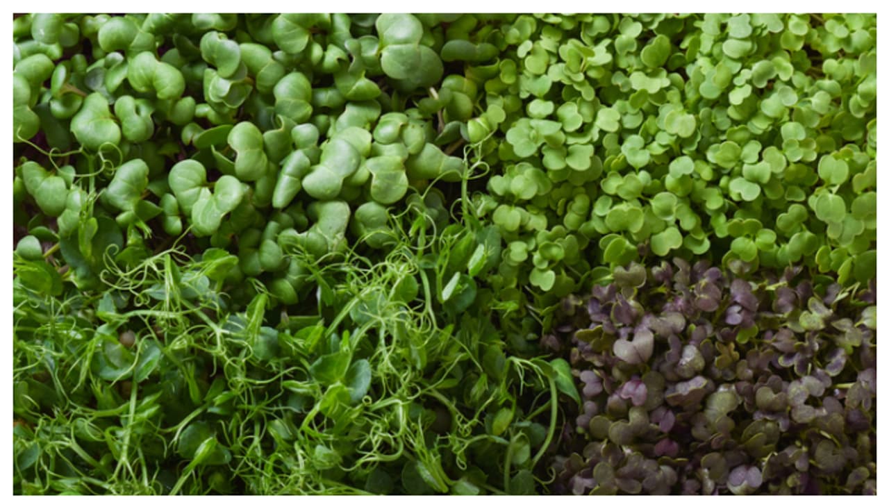 Microgreens