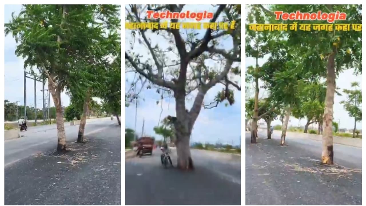 trees still stand in milddle of Bihars 100 Crore road