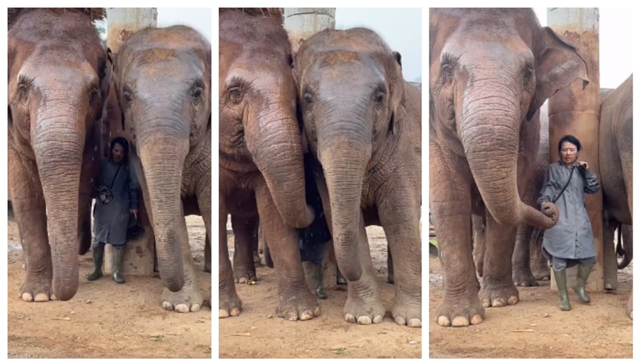 Elephant offers gentle comfort to caretaker in rain Elephant offers gentle comfort to caretaker in rain