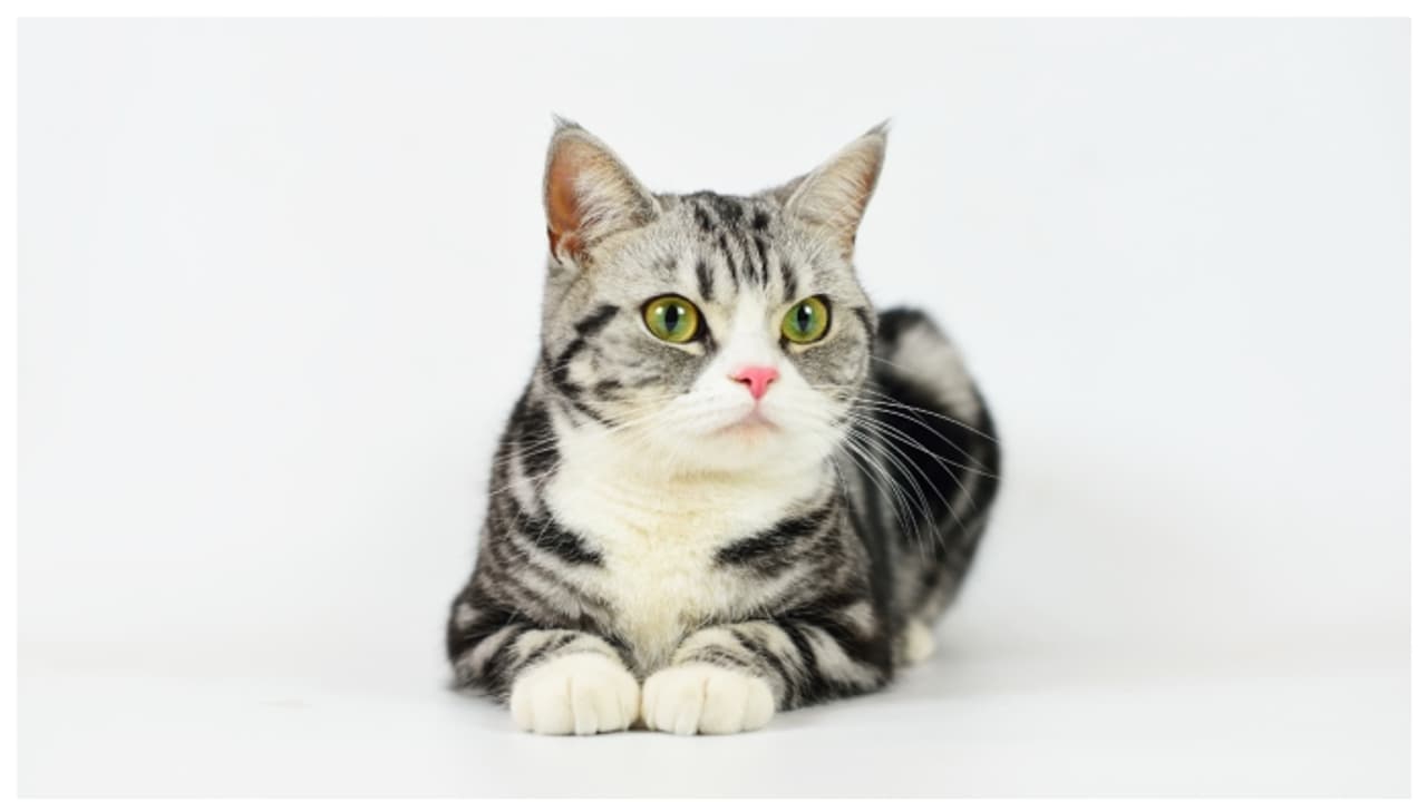 Cat (Representational Image/Getty)