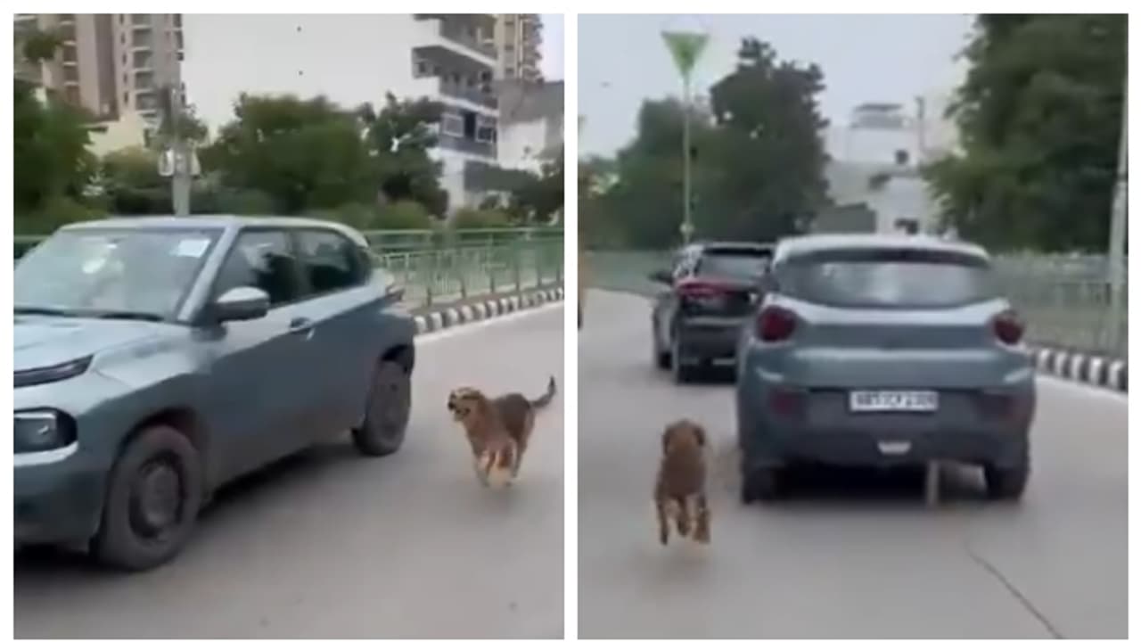 dog running behind the owner's car who left it behind